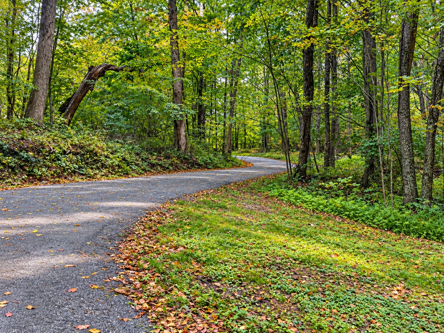 Wooded path at Buttermilk Falls, Pennsylvania