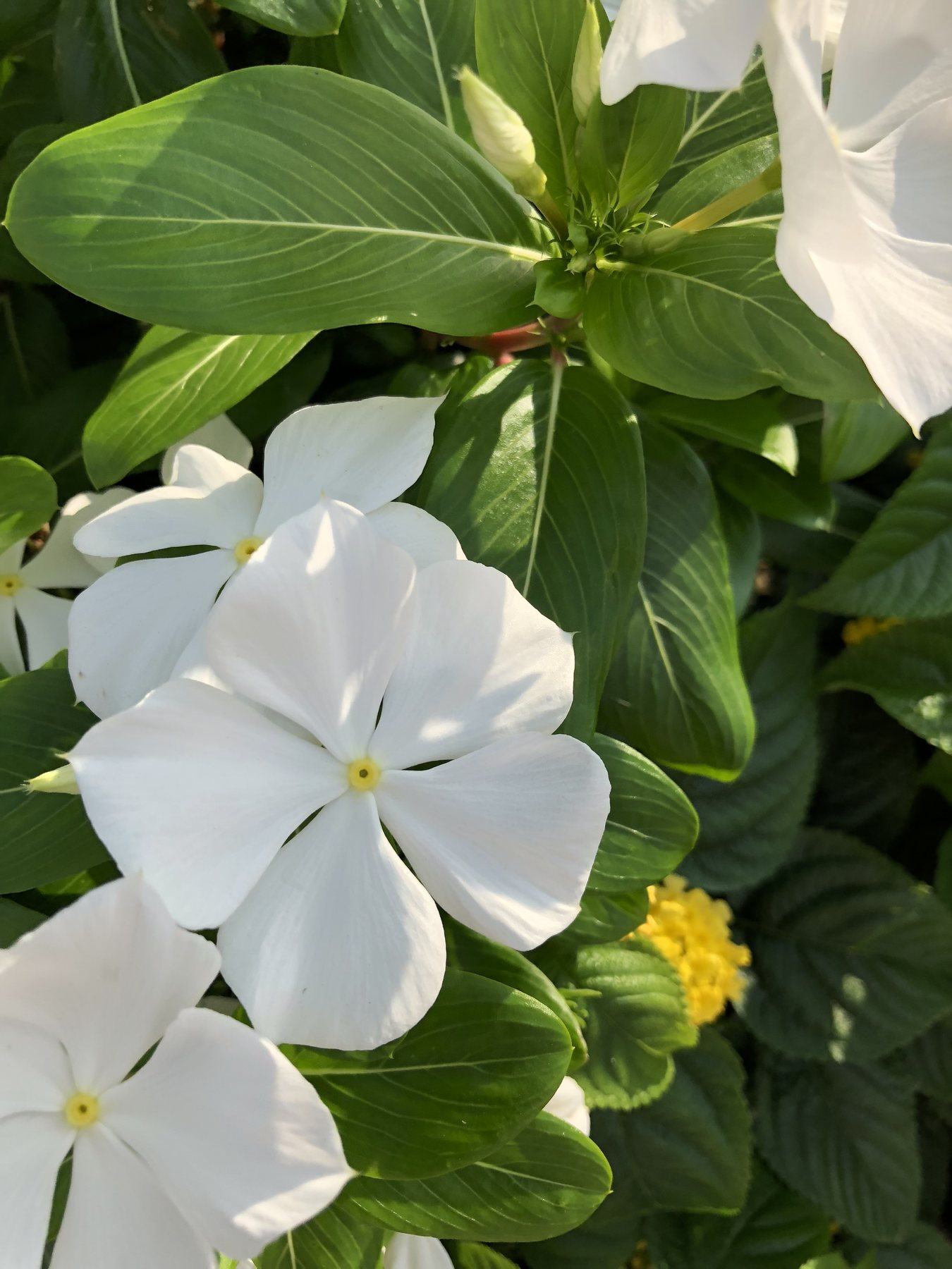 Close-up photograph of white flowers